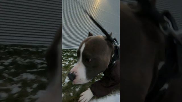 Амстафф Локи 2 года | Соскучился По Зиме | Стаффорд | Amstaff | Staffy