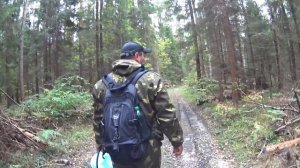 Говорушка серая!Отличительные признаки!Сбор говорушки серой!