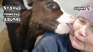 ПОДГОТАВЛИВАЕМ СВИНОМАТОК К ОПОРОСАМ | ЗНАКОМИМ СОБАКУ С БАРАНОМ