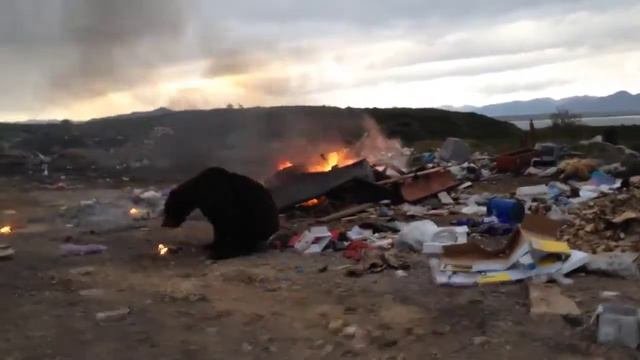 «Апокалиптический пейзаж» на Камчатке медведи роются в горящем мусоре