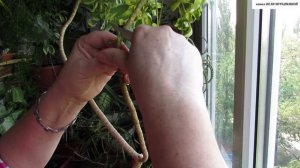 Растение ТРУДНО УКОРЕНЯЕТСЯ?  ЭТОТ СПОСОБ вам ПОМОЖЕТ - ВОЗДУШНАЯ ОТВОДКА.