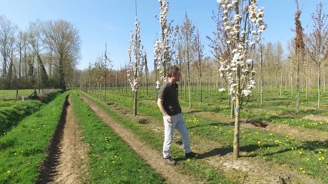Prunus serrulata 'Amanogawa' - Van den Berk on Trees смотреть онлайн