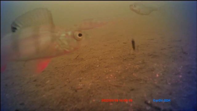 Бюджетная подводная камера для зимней рыбалки Erchang F431 видео с рыбалок, отзыв