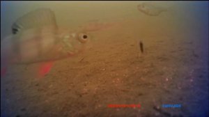 Бюджетная подводная камера для зимней рыбалки Erchang F431 видео с рыбалок, отзыв