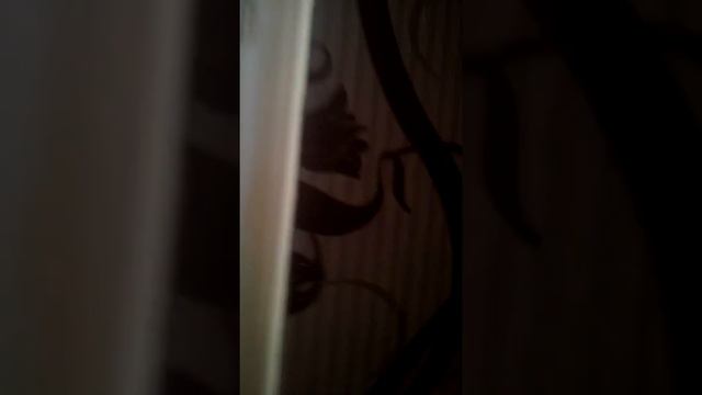 Приручение папуная неразлучника к рукам смотреть онлайн