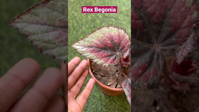 Rex Begonia💗💗 #reel #reelsinstagram #viralreels #viralvideo #garden #gardening