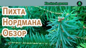 Пихта кавказская нордмана 3-х летка. Обзор Осень 2023 год. Питомник "Хвойный дворик"