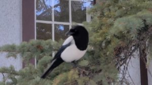 Город КАЛГАРИ - НАСТОЛЬКО ОН ПЛОХ? \ ГОРЫ, ПРИРОДА И КРАСОТЫ КАНАДЫ!