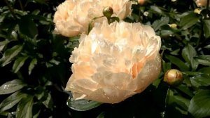 Peony 2017, Pastelegance, Пионы год 17й, Пастелеганс