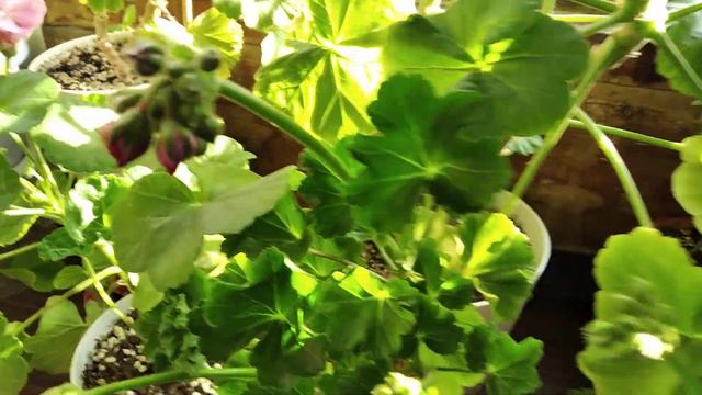 Пеларгонии. 18.09.21 смотреть онлайн