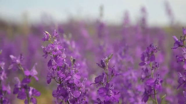 Фиолетовый цветок смотреть онлайн