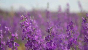 Фиолетовый цветок