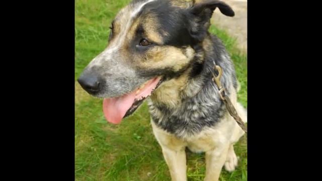 ПКС Домик срочно ищет ДОМ! смотреть онлайн