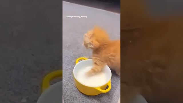 Вкусно #котенок #голоден #Сникерс #молоко #котик #кошка #питомец #смешно смотреть онлайн
