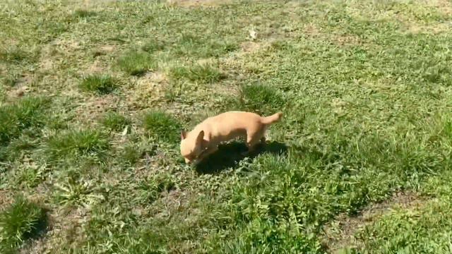 Ворона напала на чихуахуа! смотреть онлайн