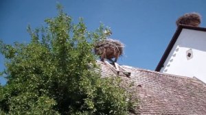 Affenberg.ПРОСТО ШОК .СОТНИ АИСТОВ.ГДЕ МНОГО ДИКИХ ОБЕЗЬЯН.Hundreds of storks