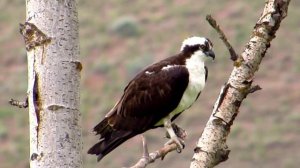 Пение скопы