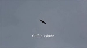 Орнитологическая экспедиция в фееричный Дагестан