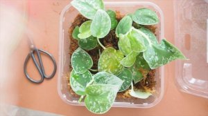 SCINDAPSUS Propagation Box 🌿 Pot Up With Me | Plantkins