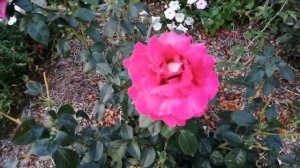 Роза чайно-гибридная "Кроненбург".