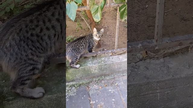 Осторожный пятнистый кот убегает и зевает ? Cute funny cat run away. Kucing lucu. Gatos graciosos.