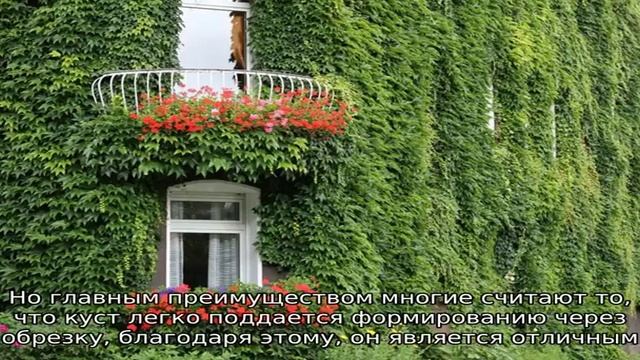 Какие вьющиеся растения выбрать для дачи — рекомендации