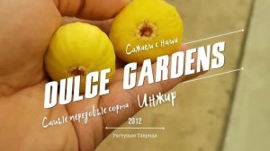 Инжир в Сибири выращивание в теплице | Hortus Eden