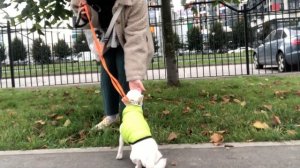 как научить собаку команде «рядом»?полезные команды на прогулке❤️