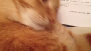 Кот вылизывается