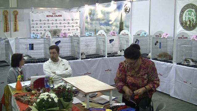 Гран-При Роял Канин 2013 Экспертиза Ирины Токмаковой,эксперт CFA смотреть онлайн