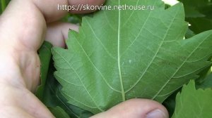 Болезни винограда в августе - чем обрабатывать виноград во время созревания урожая