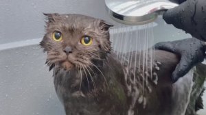 Груминг для кошки (комплекс)