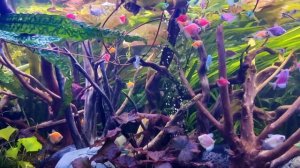 аквариум травник 330 литров. planted aquarium  80 gallon