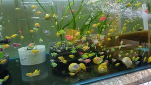 Домашняя разводня аквариумных рыб
