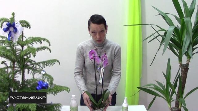 Как ухаживать за орхидеей? / Орхидея уход в домашних условиях смотреть онлайн
