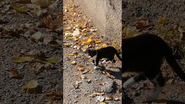 В маленьком городке для кошек рай. Если, конечно, есть крыша над головой и любящие хозяева.