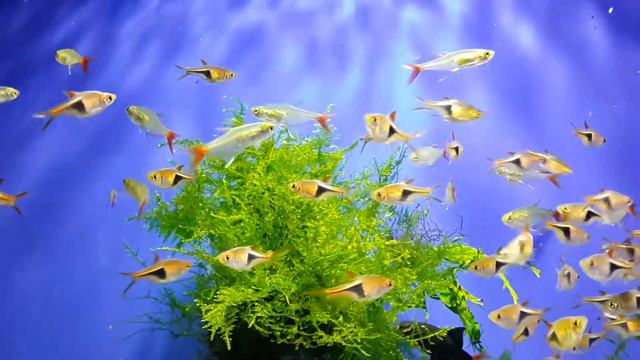 Расбора клинопятнистая (Rasbora heteromorpha)