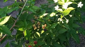 Сорт ежевики прайм арк тревелер 2020