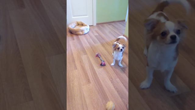 умный щенок Лаки смотреть онлайн