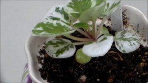 14-07-12 African Violet Propagation Update