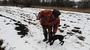 Обучение легавой собаки командам подай, ко мне и ищи.