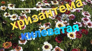 ХРИЗАНТЕМА КИЛЕВАТАЯ. Не похожая . ОДНОЛЕТНИК