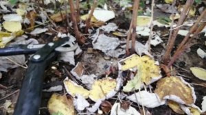 Как правильно обрезать осеннюю малину. Обрезка ремонтантной малины.