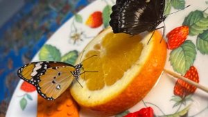 Павильон бабочек на ВДНХ