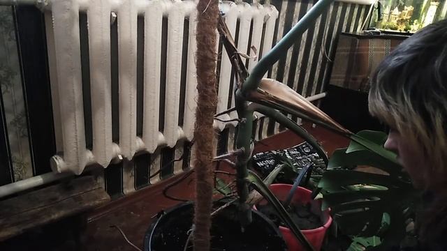 Сломала монстеру . смотреть онлайн