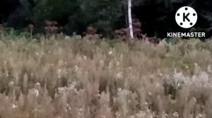 Гон лося 2022!!! Начинается то, чего ждёшь целый год!!!