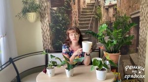 Антуриумы пересадка || Ответы на ваши вопросы про антуриумы