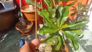 Адениумы. Удобрение купание.. и итоги лета