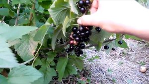 Обзор сортов ЧЕРНОЙ СМОРОДИНЫ 2016