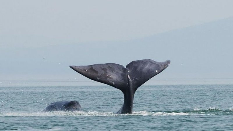 В районе Териберки кит запутался в сетях